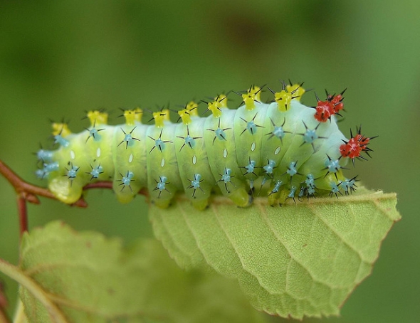 Caterpillar